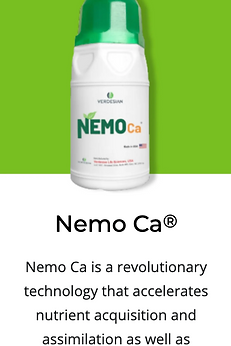 Nemo Ca