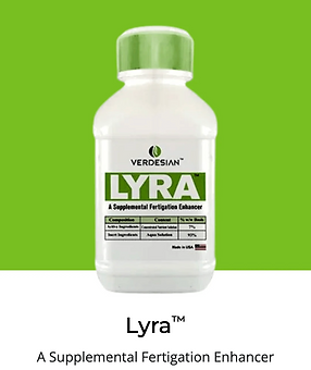 lyra