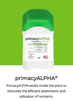primacy alfa