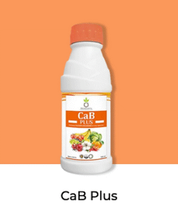 Cab Plus