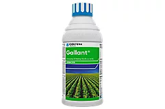 Gallant