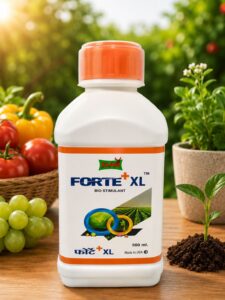 KARNI FORTE-XL